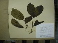 Herbarium sample